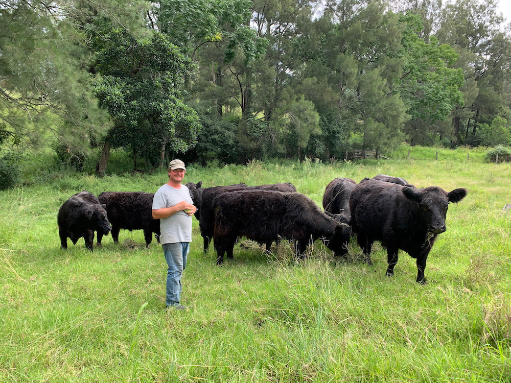 Allyn River Galloway farm update