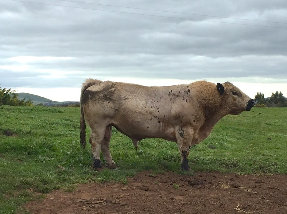 Slow Meat Symposium 2018 report
