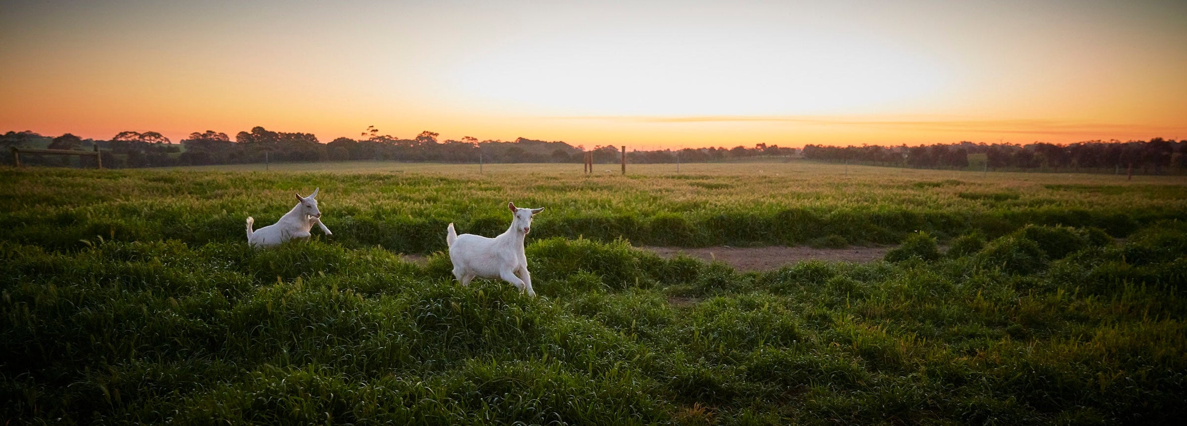 Milk-fed Capretto Kid Goat