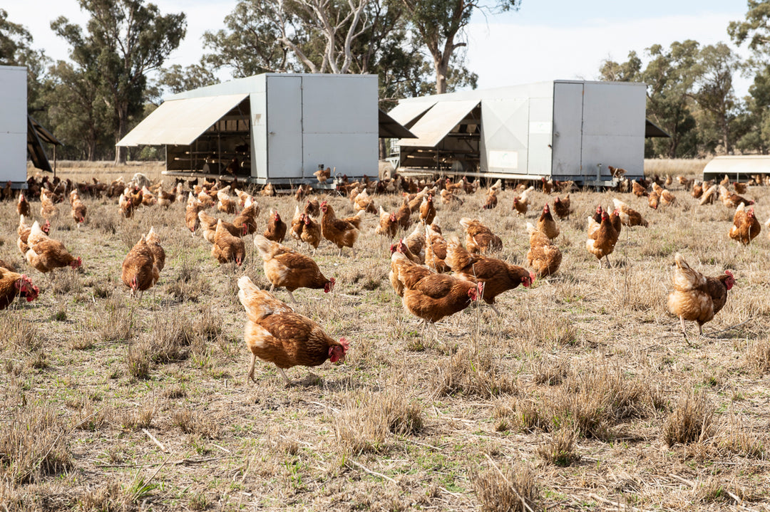 Pastured eggs - dozen