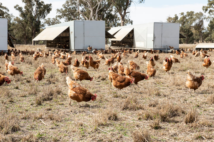 Pastured eggs - dozen