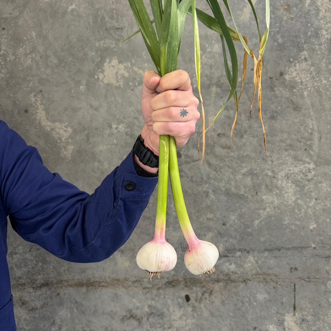 Living Earth Farm - Organic Fresh Garlic Pair