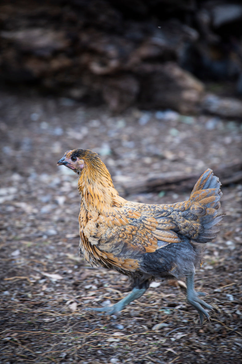 Sommerlad heritage chicken whole