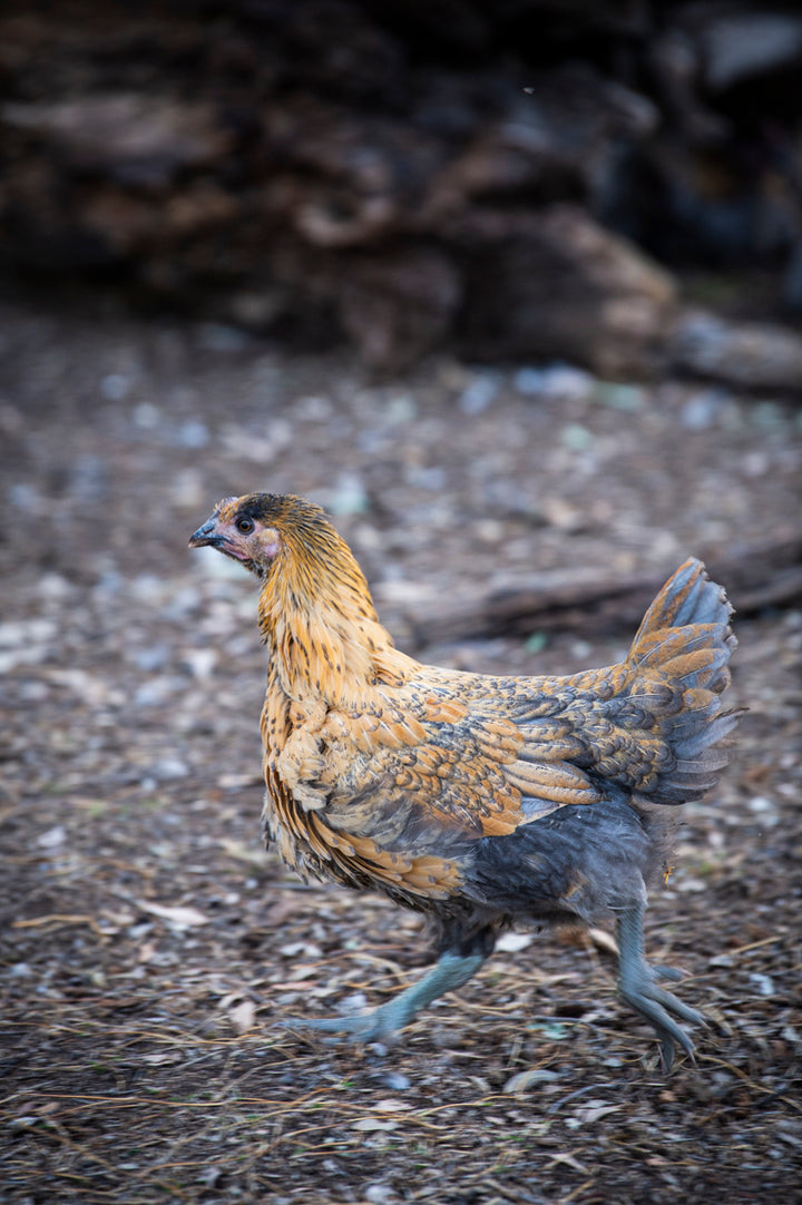 Sommerlad heritage chicken whole