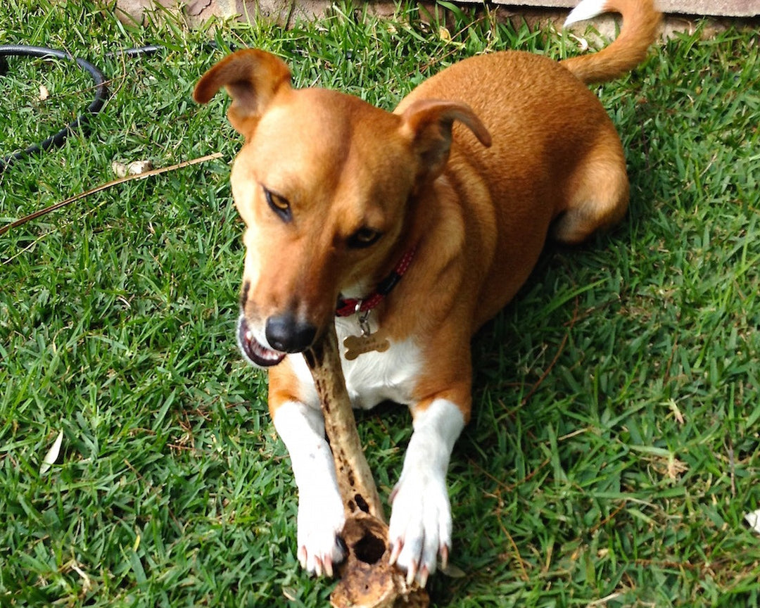 Dog bones x 3