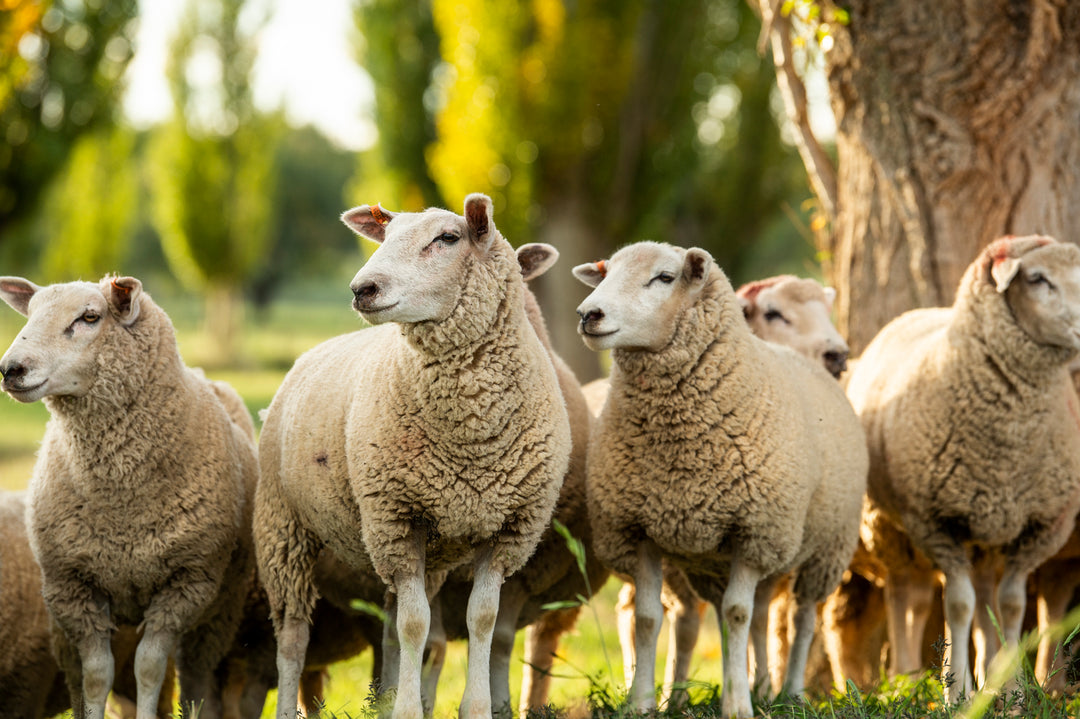 200 deliveries of Moorlands lambs!