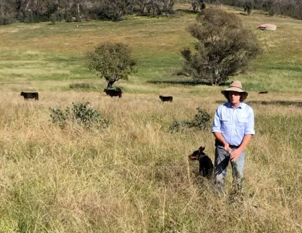 Farm reports: Gundooee Organic Wagyu