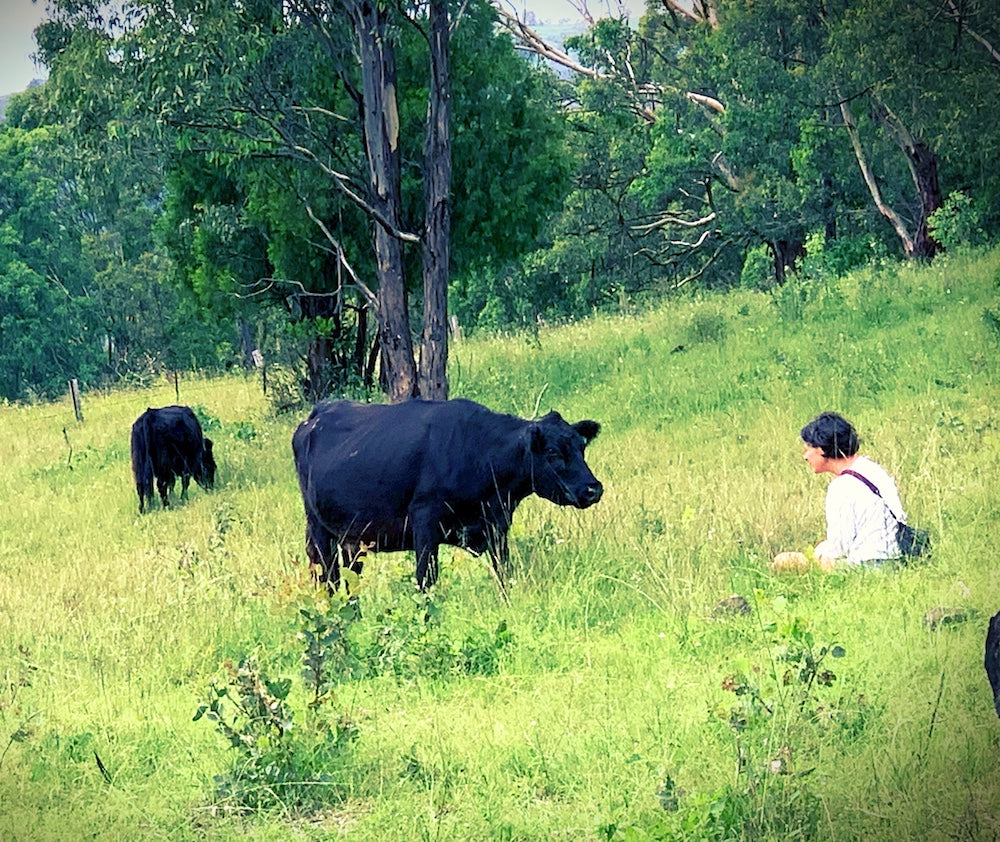 Allyn River Galloways - slow meat is good meat