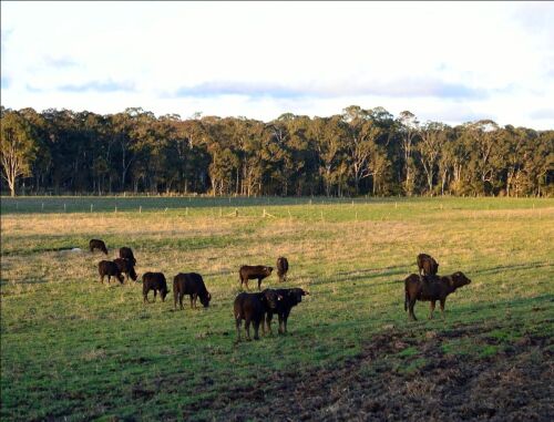 Burraduc Buffalo veal - something special