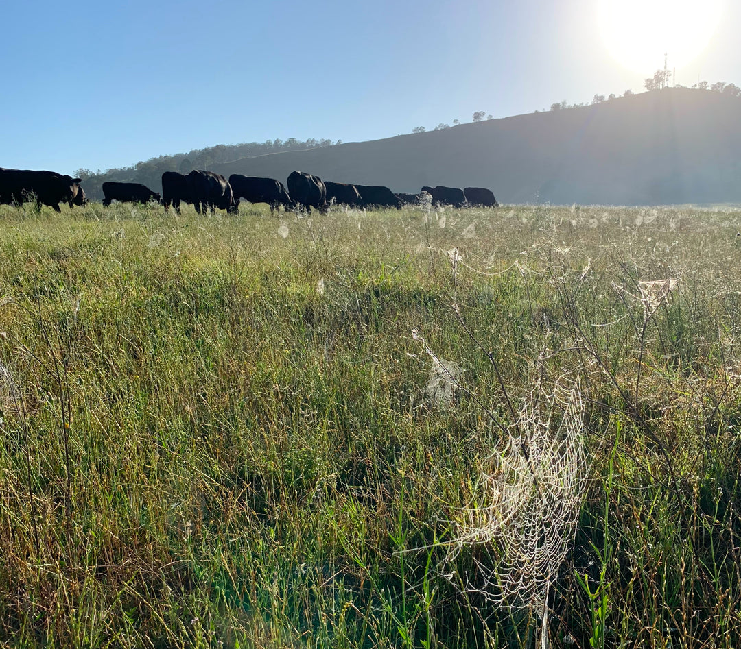 Cooreel Angus, Dungog