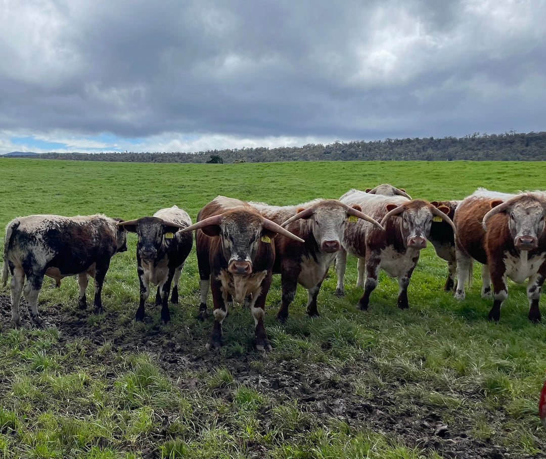 Rare breed Diemen's Ridge English Longhorn