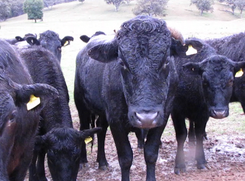 Dim-witted butcher celebrates Meat Free Week-Feather and Bone Butchery