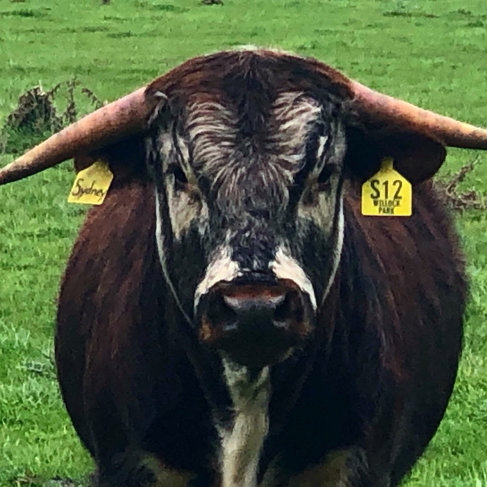 NEW! Diemen's Ridge rare breed English Longhorn beef