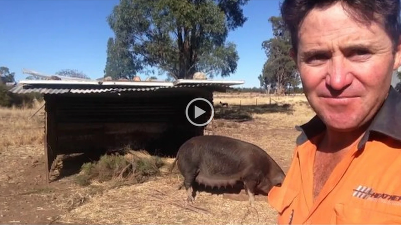 A pig nest and Extraordinarily cute piglets