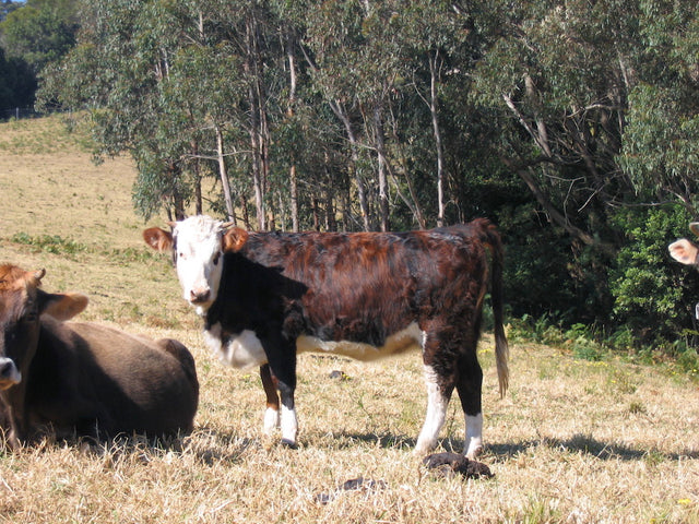 The Miracle of the Ruminant (musings on veal)