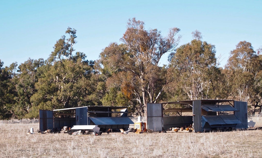 Drought report: Grassland Poultry, November 2018