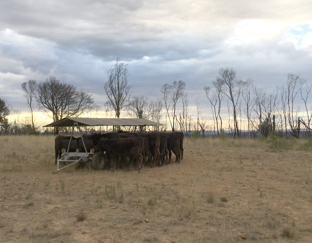 Going against the grain: fire, drought and grain-feeding at Gundooee