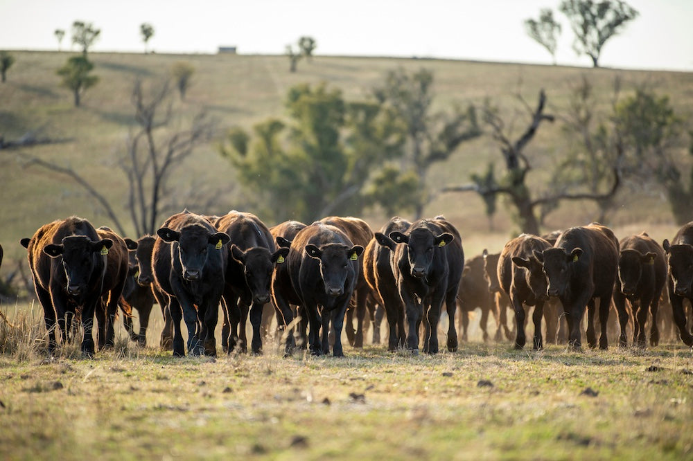 Supermarkets? A farmer's view: Gundooee Organic Wagyu