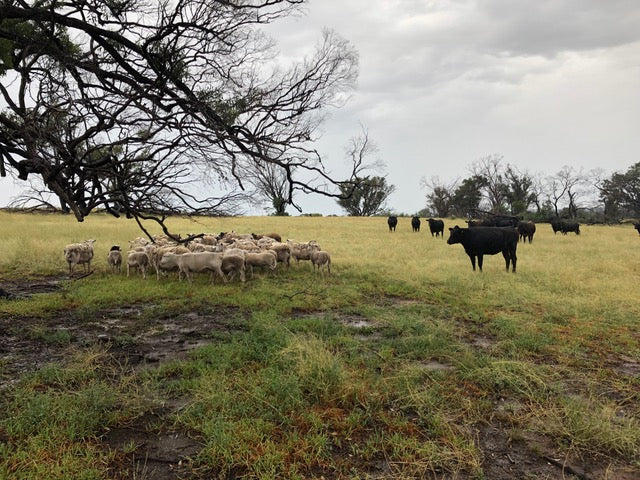 Drought report: Gundooee Organic Wagyu, November 2018