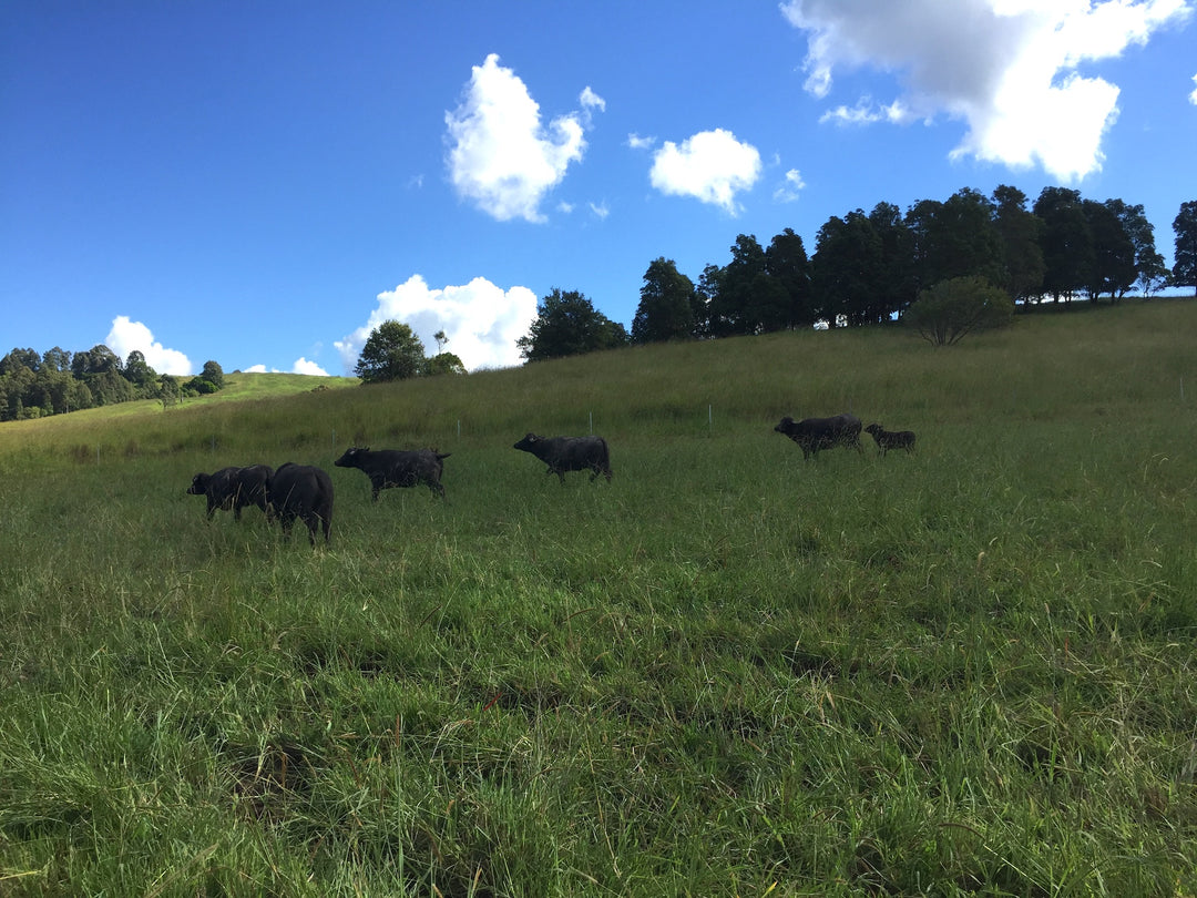 Drought report: Burraduc Buffalo Farm, November 2018