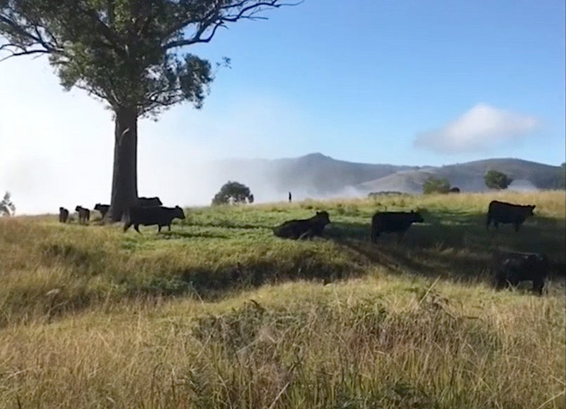 Farm reports: Allyn River Galloways