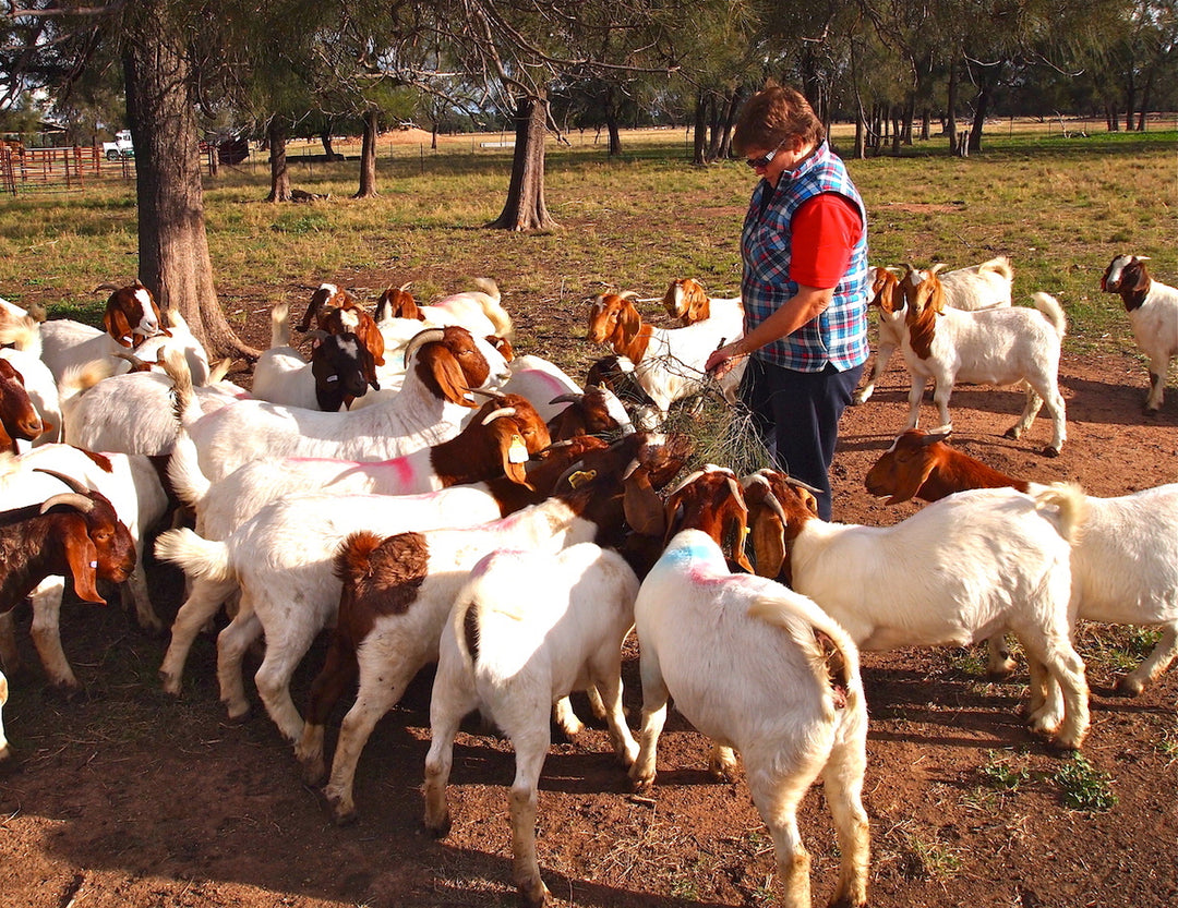 Drought report: The Gourmet Goat Lady, November 2018