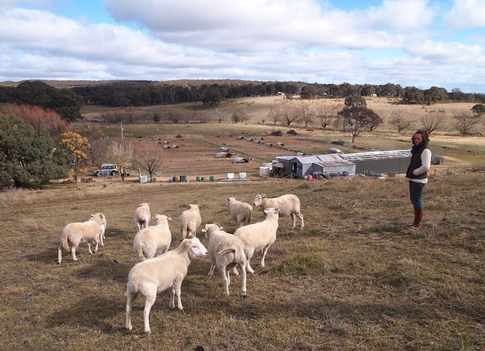 Drought report: Saulsbury Berkshires, November 2018