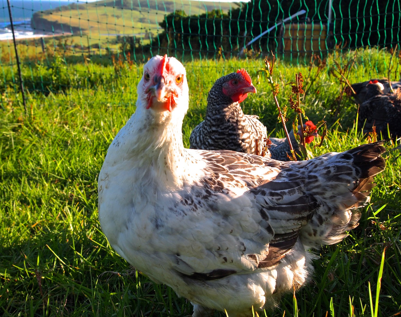 Our first delivery of Sommerlad Chickens