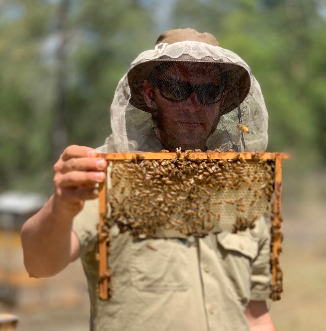 Field trip to Malfroys Gold Hawkesbury hives