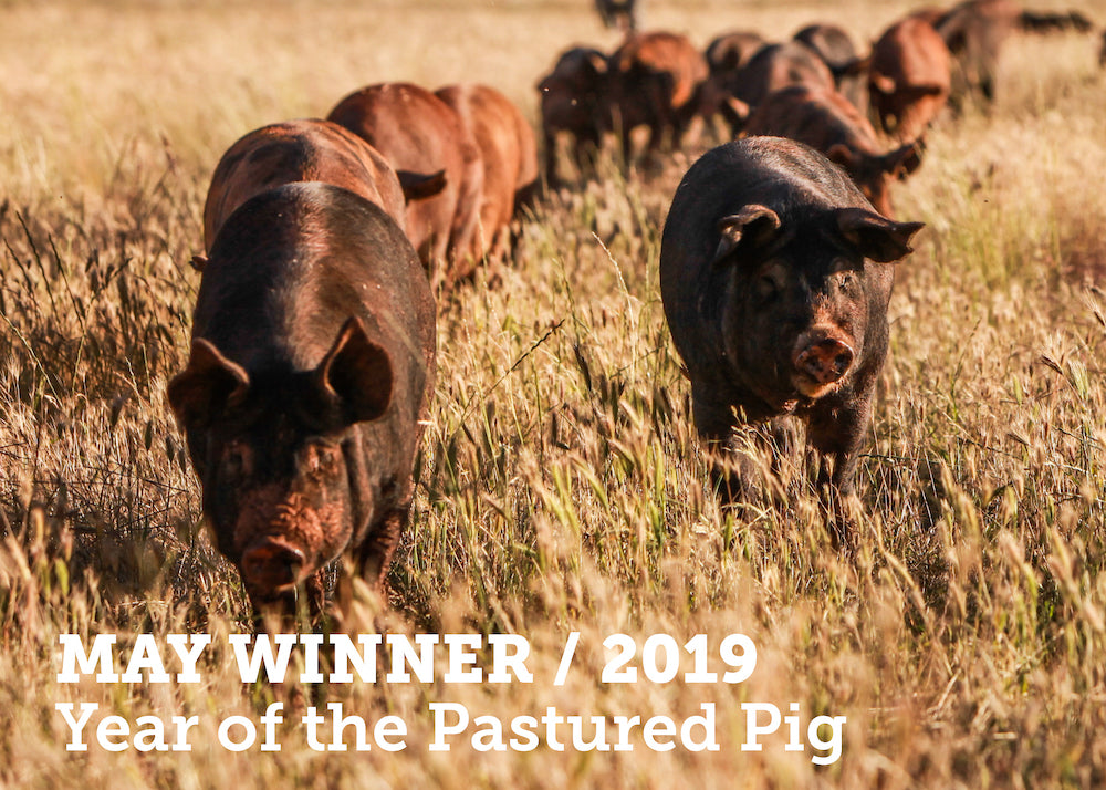 Pastured pig competition winners & African Swine flu...