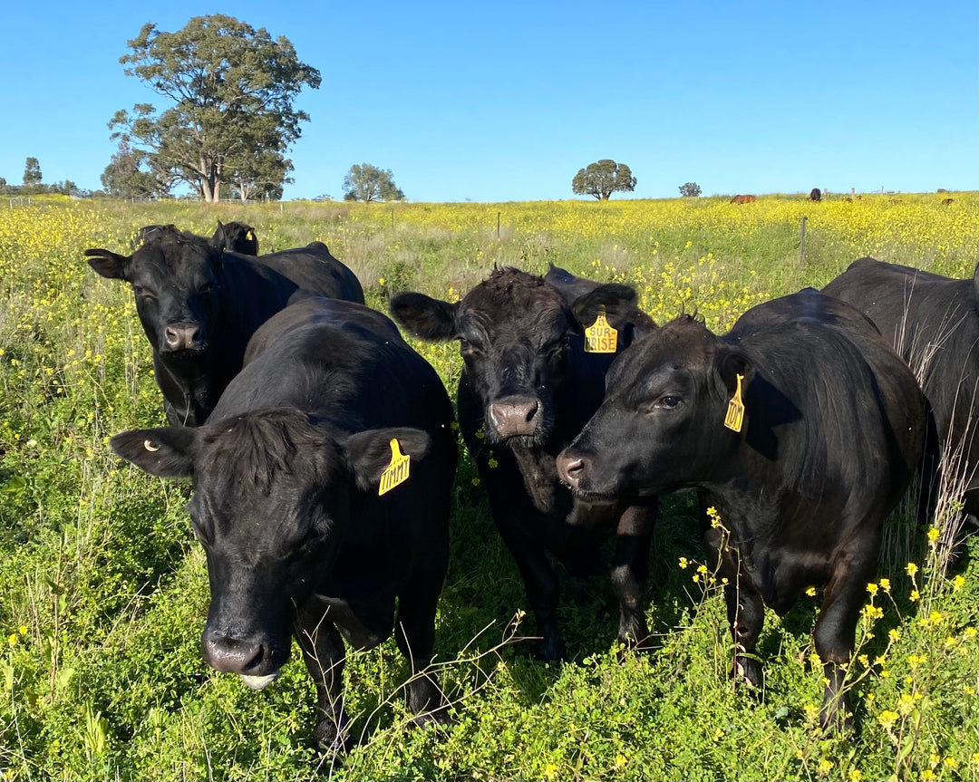 Farm visit to Ngiyaani Lowline Beef