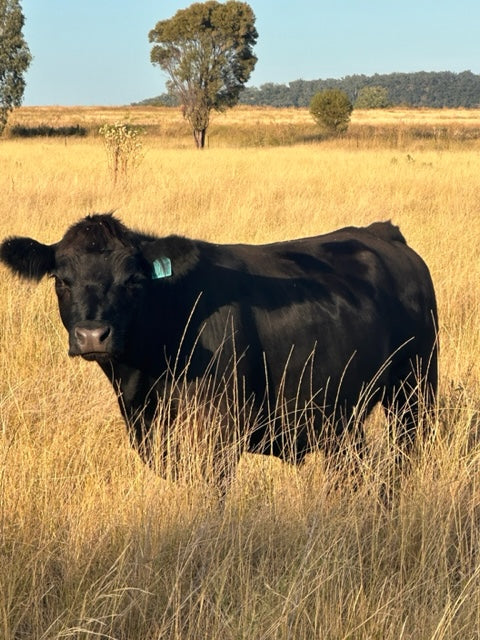 Ngiyaani Lowlines, Gunnedah