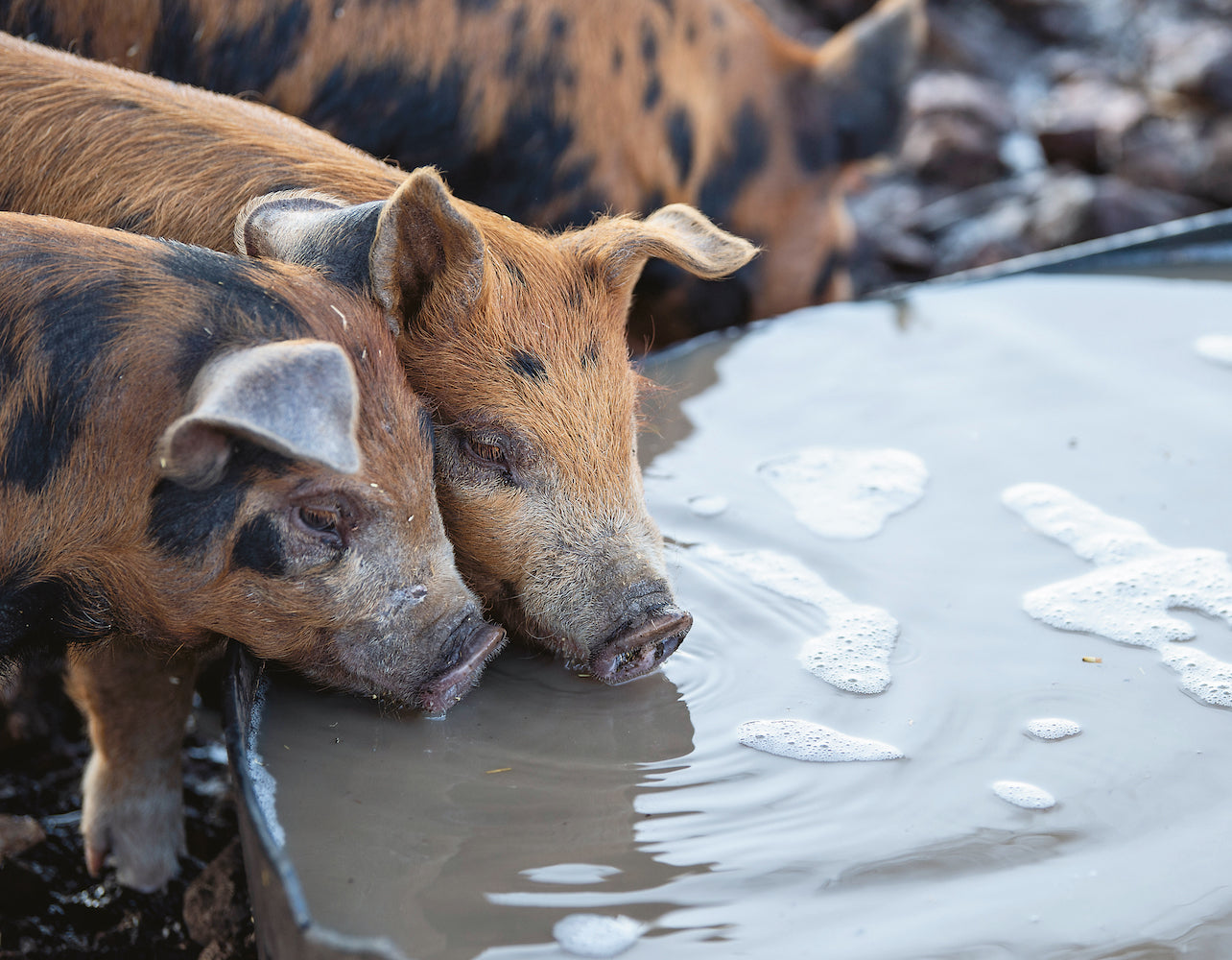 What do pasture-raised pigs eat?