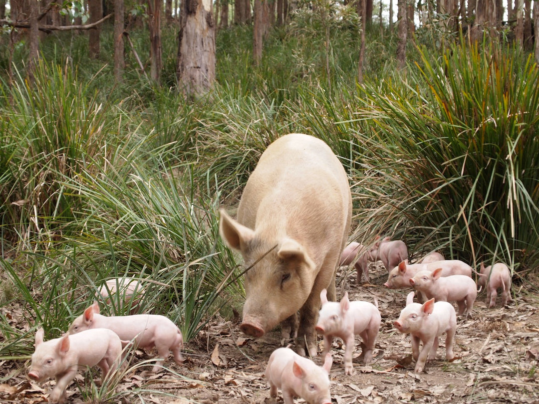 Will the real ‘FREE RANGE’ produce please stand up??!