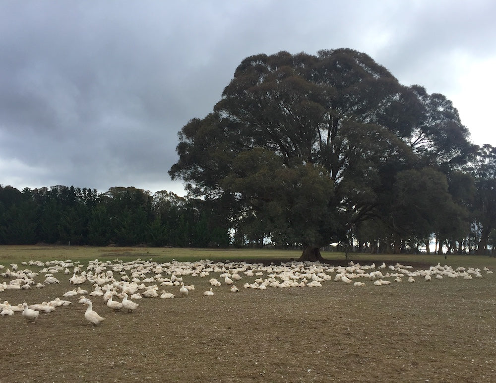 Lovely weather for pasture-raised ducks