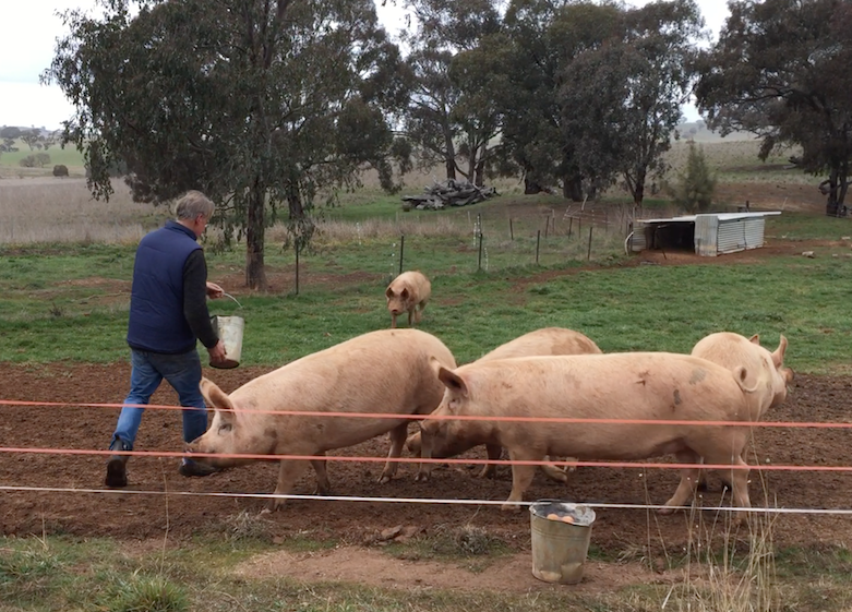 Wallendbeen pig feeding July 2018