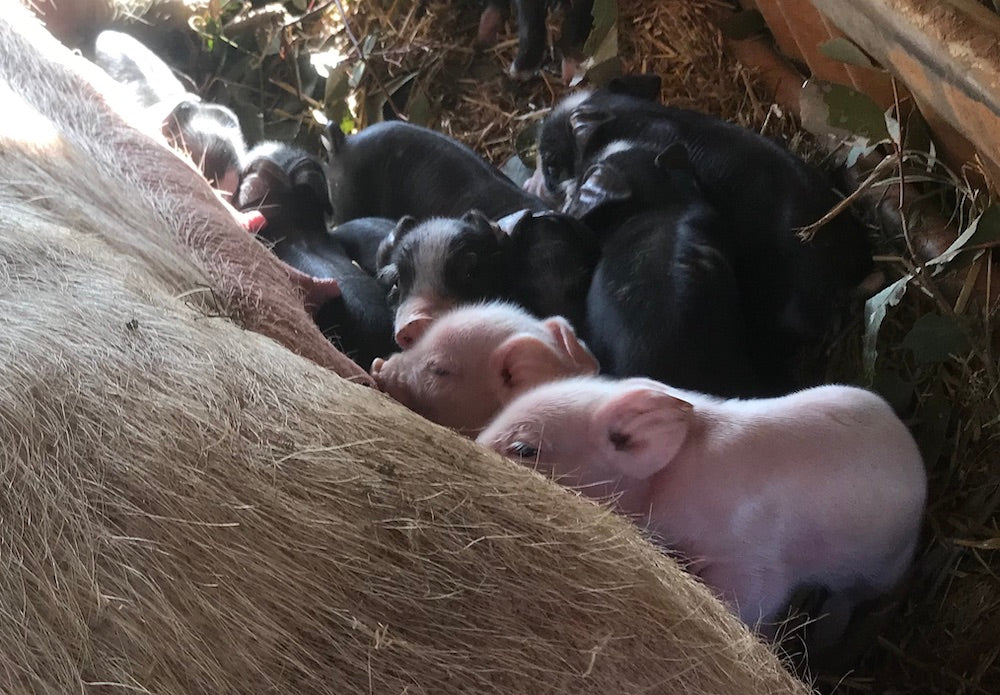 Nesting instincts & July winners of pastured pork!