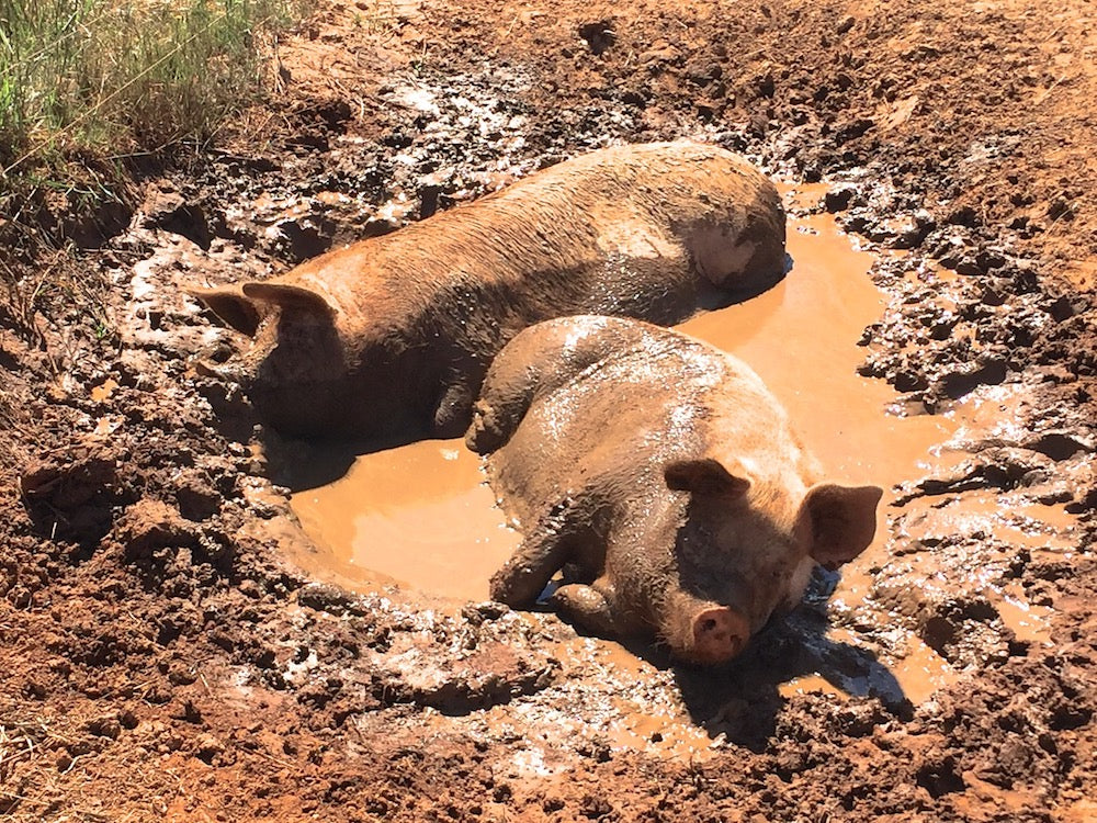 The Pigs of Wallendbeen Park