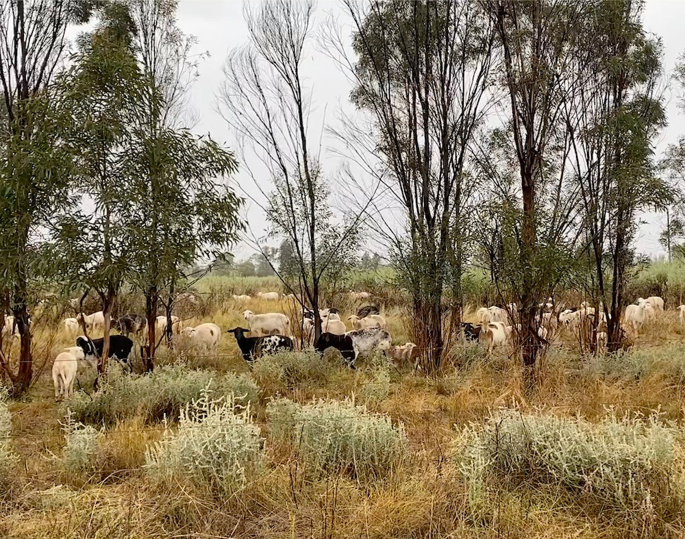 'Lazy Farmer Lamb' from Bruce Maynard