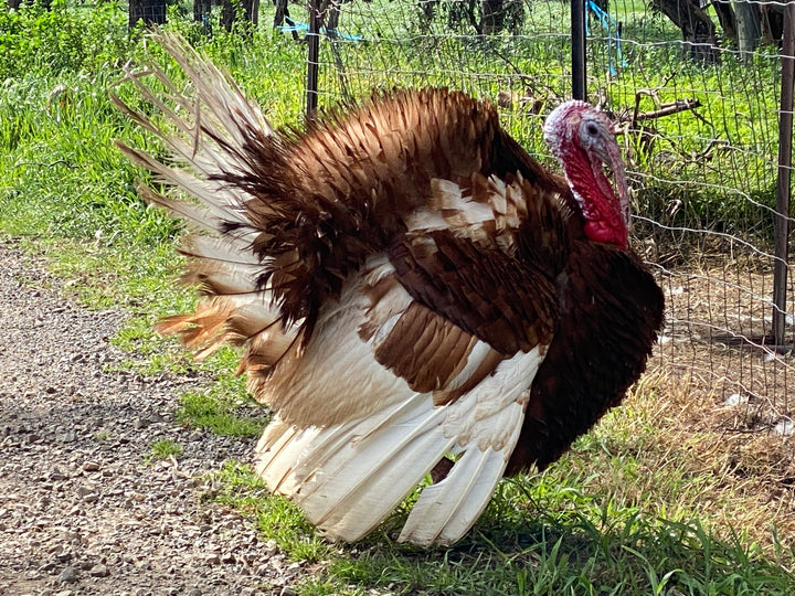 Deutscher pastured heritage turkey