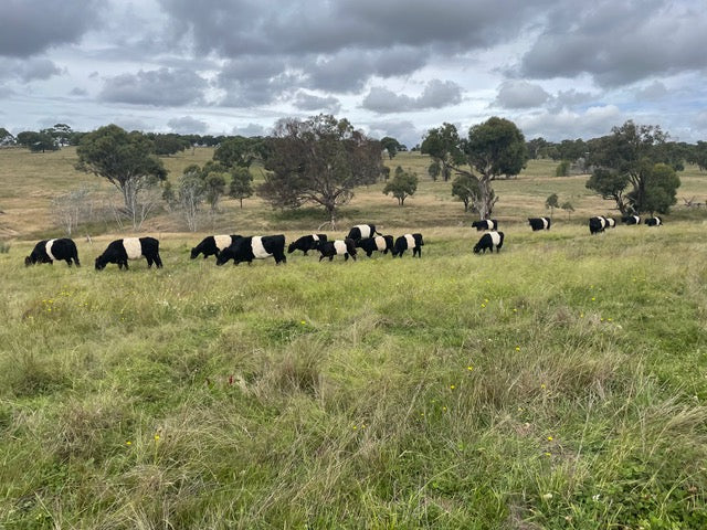 Nurrenyen Belted Galloway Hide