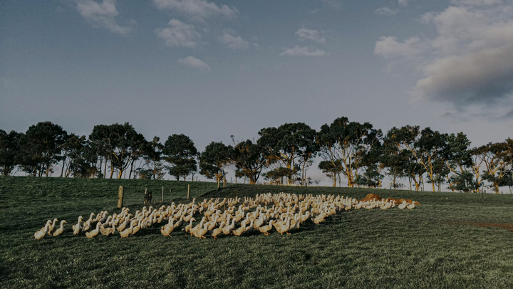 Great Ocean Pastured Duck Whole