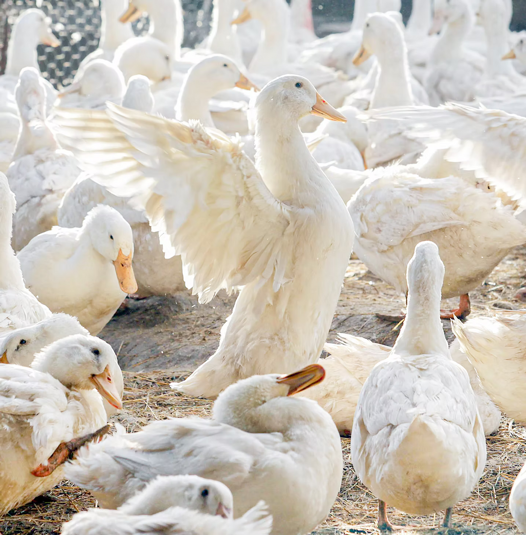 Great Ocean Pastured Duck Whole