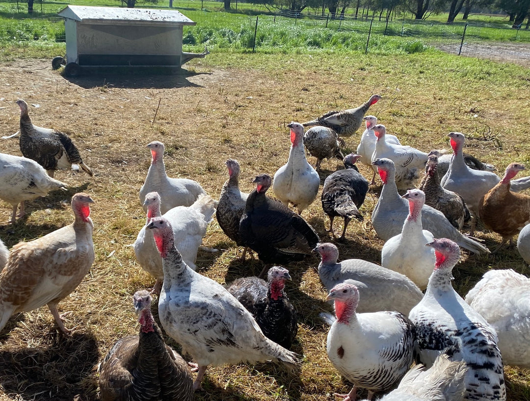 Deutscher pastured heritage turkey