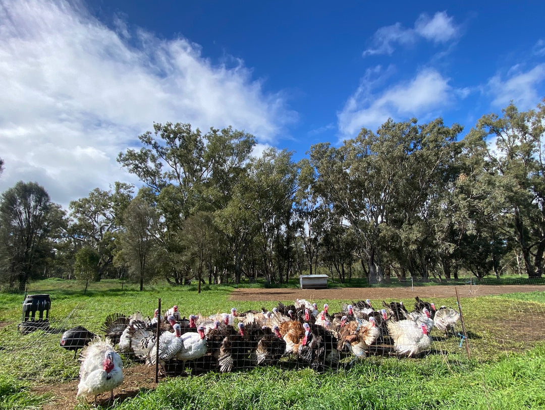 Deutscher pastured heritage turkey