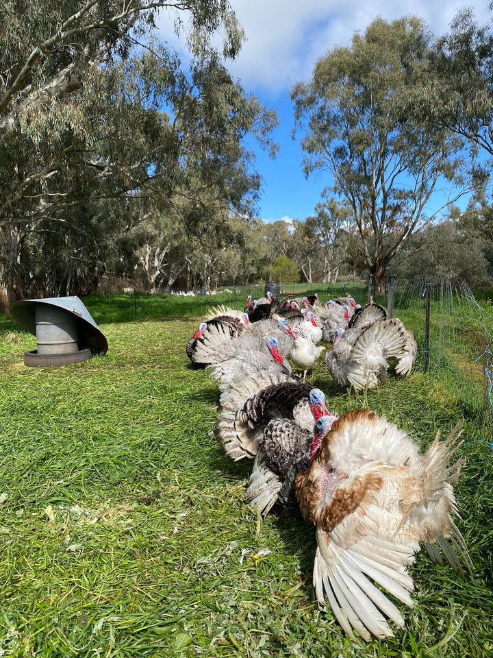 Deutscher pastured heritage turkey