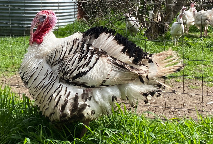 Deutscher pastured heritage turkey