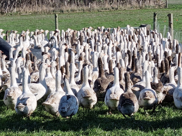 Pastured Emden-cross goose