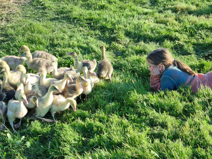 Pastured Emden-cross goose