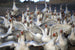 Pastured Emden-cross goose